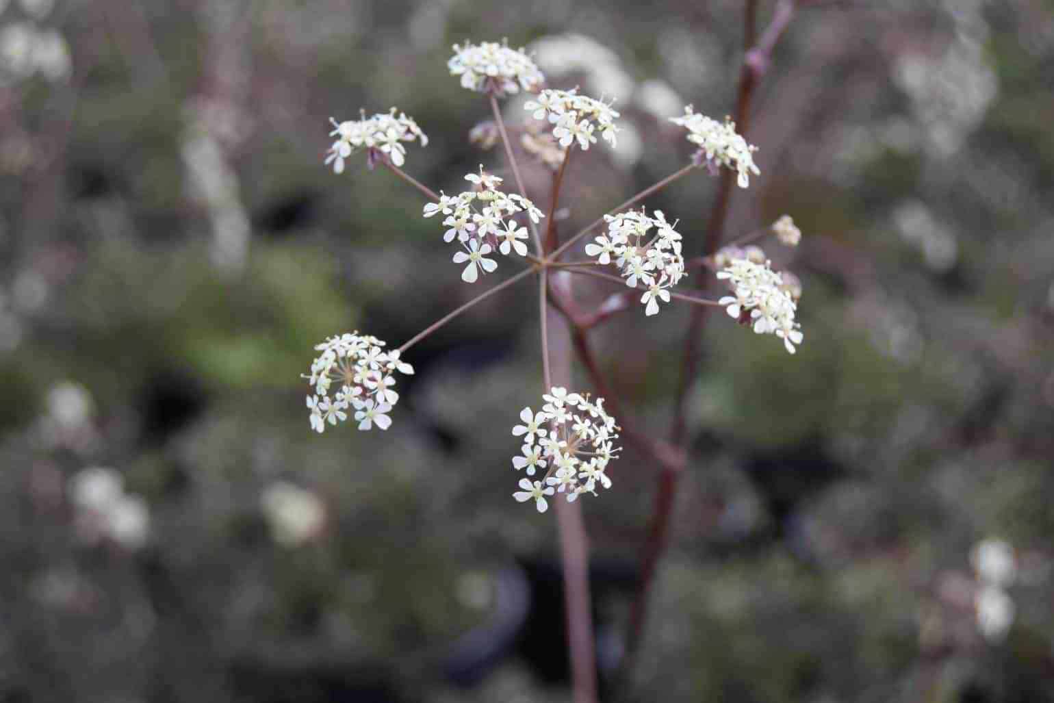 Anthriscus sylvestris 'Ravenswing' ---